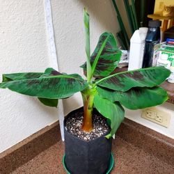 2pcs LIVE PLANT Musa Truly Tiny Dwarf Cavendish banana 10-14 in - shipped from sunny Florida