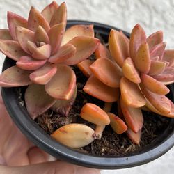 4 inch pot - Succulent plant - Graptosedum Alpenglow - Rooted and Ready to be planted - Drought resistant  