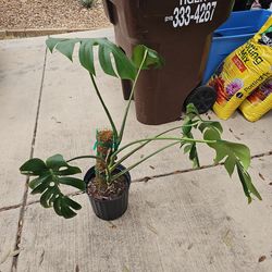 Monstera live plant