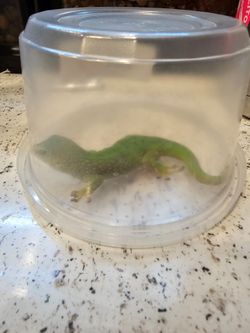 Madagascar giant day 🦎