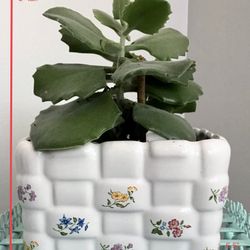 White Teleflora Woven Ceramic Planter Basket with Floral Design & Live Succulent