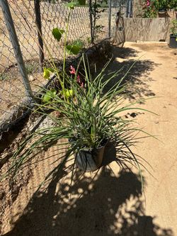 Red Yucca Desert Plant