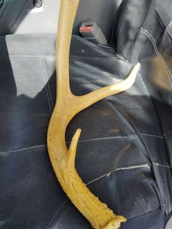 Big antler . it's a cribage board