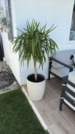 Free tree with pot
