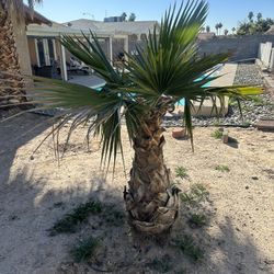 Palm Tree For Sale 
