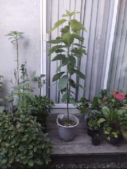 Avocado tree