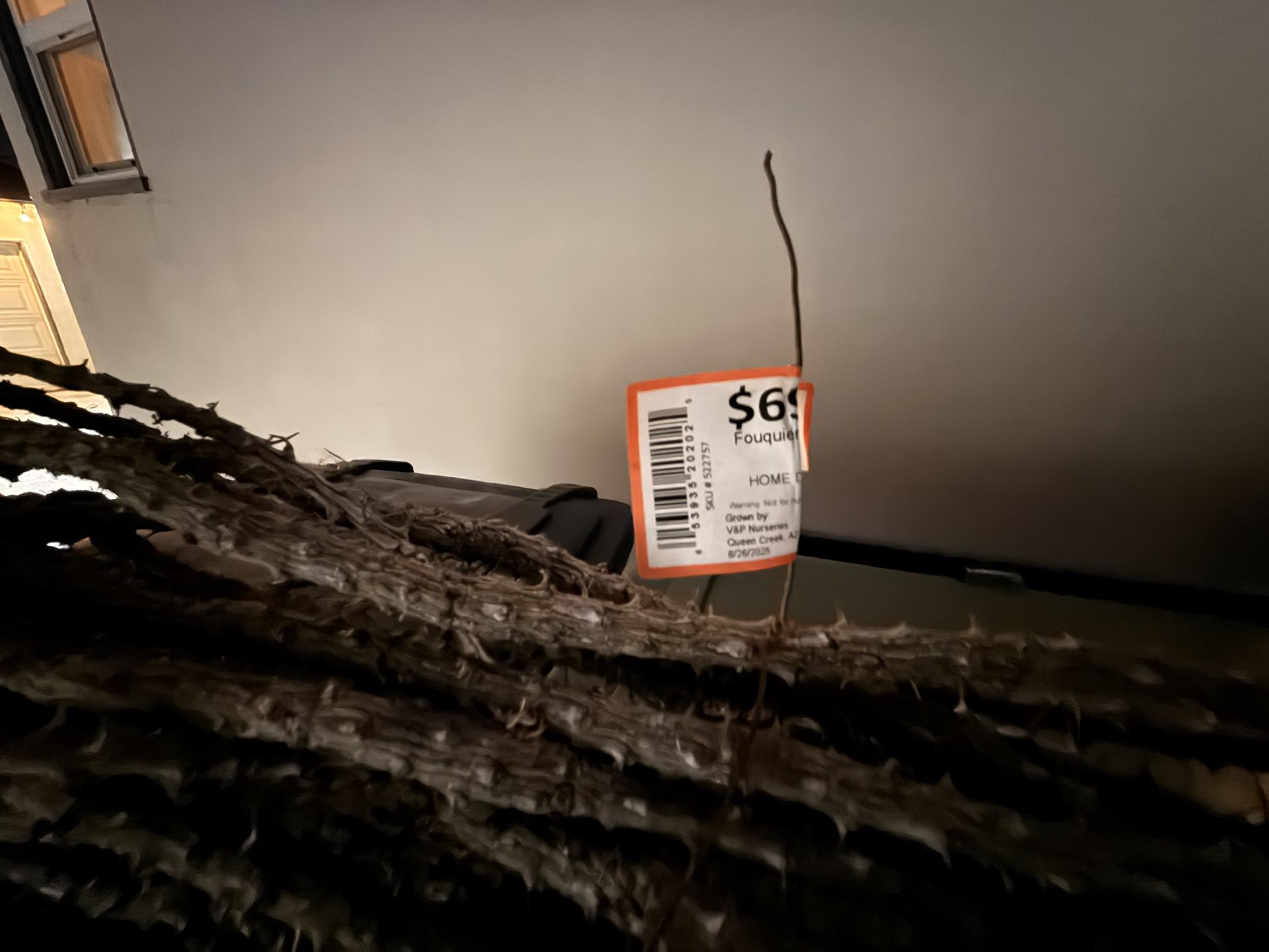 Ocotillo (fouquieria splendens) Plant 