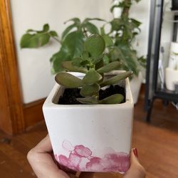 Succulent In A Ceramic Pot 