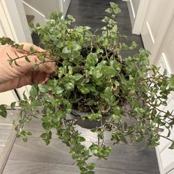 Blue Baby Tears Plant Super Cute Indoor Climbing In Pot 