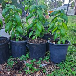 Basil plant