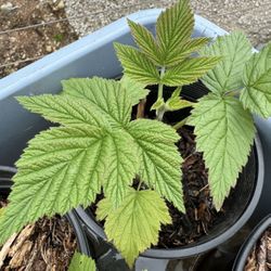 2 For $6.00 / Raspberry starts! 