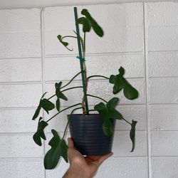 Philodendron 