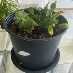 Succulent For Sale 
