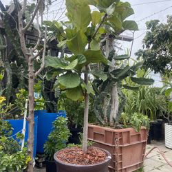 Plant For Sale