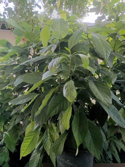 avocado trees