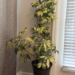 Sheflera Large Plant