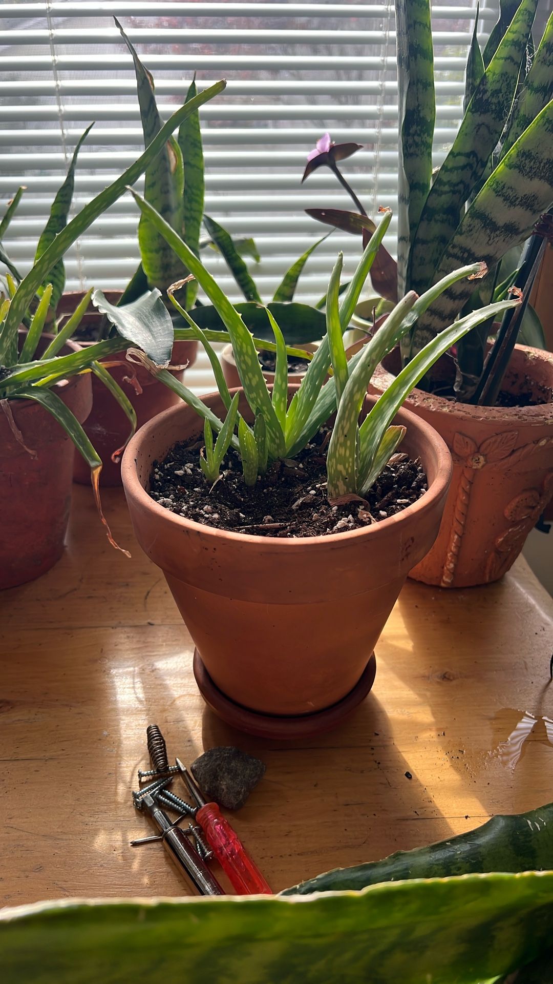 Aloe Vera 5 Plants, 2 Medium 3 Babies