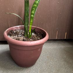 Small  Sanciviera Or Snake Plant