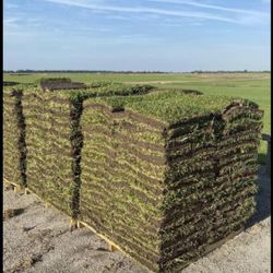 Cut to Order St. Augustine Sod 