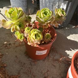 Tree Aeonium 