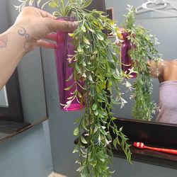 Plant with pink vase