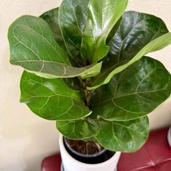 ♥️Very Healthy Fiddle Leaf🙏PLS READ DESCRIPTION 15”H