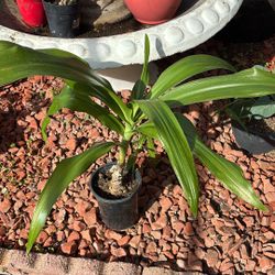 Giant Spider Lilly Or Crinum 24 Inches Tall