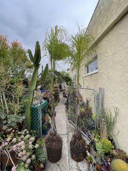 12 Ft Tall Queen Palm Trees Ready To Plant