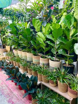 Plants (10”pot x 4ft tall🌿Fiddle leaf w/ basket $25)