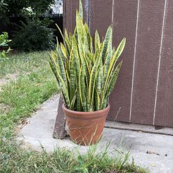 Live Snake Plant (Sansevieria Zeylanica) 