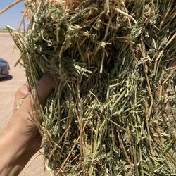 ALFALFA/BERMUDA/HAY/PASTURA