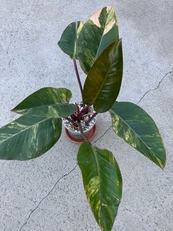 Philodendron Yellow Congo Variegated