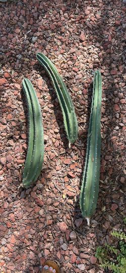 Peruvian Apple cactus cuttings