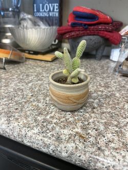Bunny Ear Cactus$15