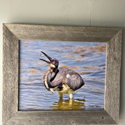 Bird Eating A Fish