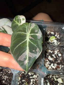 Alocasia pink black velvet