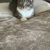 Dalia