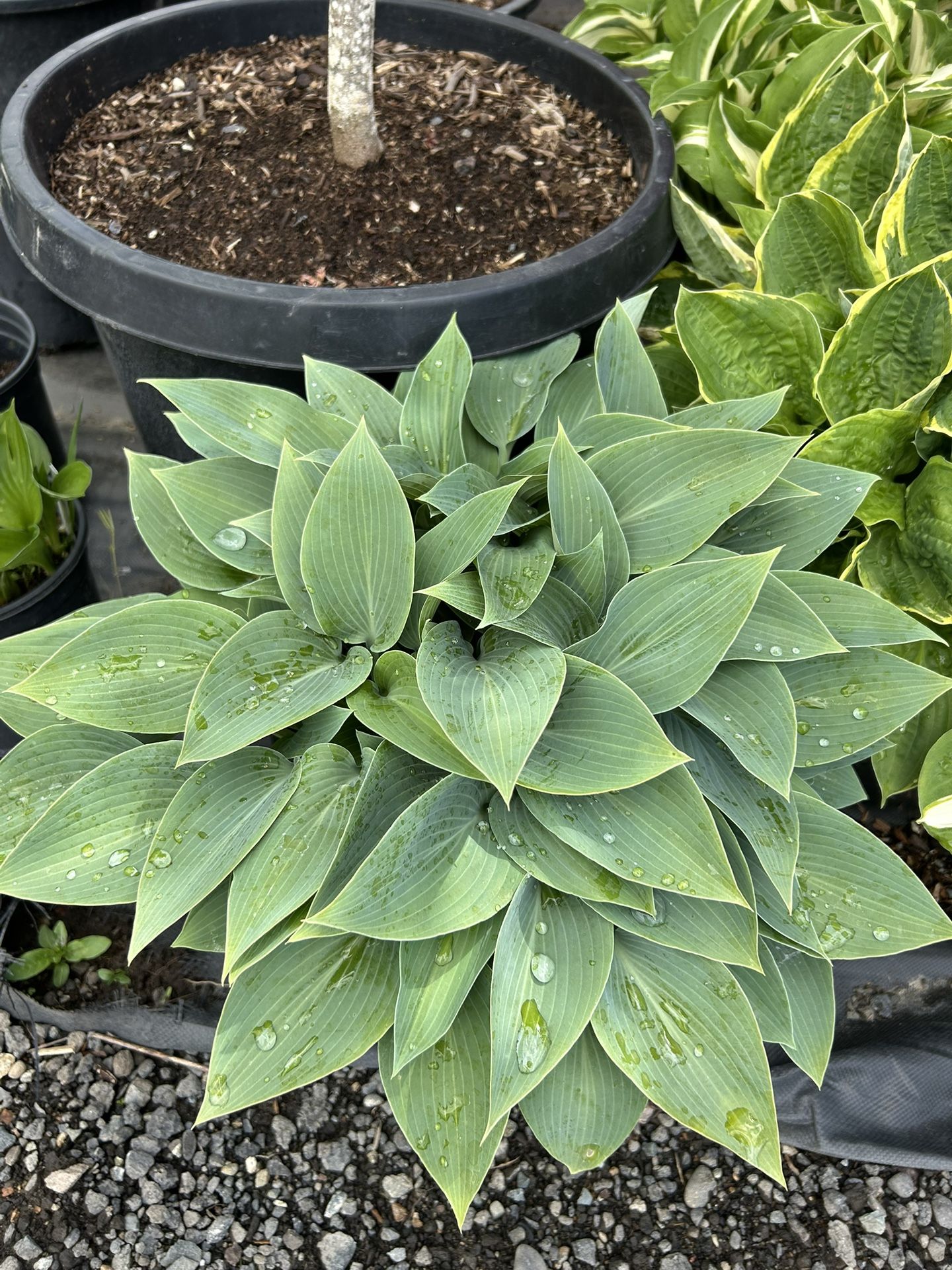 Hosta’s Plants For Sale!!!