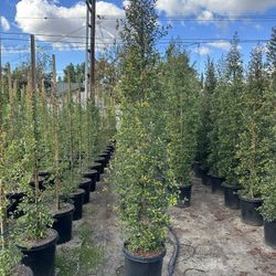 Eugenia Privacy Hedge