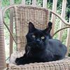 Chelsea 