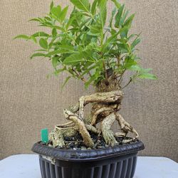 Old Tecoma Stans Yellow Bonsai Tree