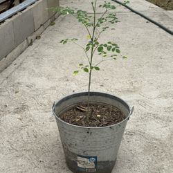 Moringa Planta  Medecinal 