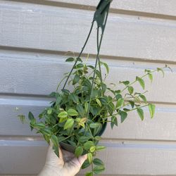6” Hoya Bella
