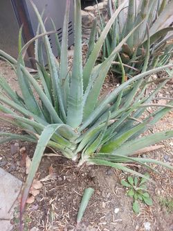 Aloe plants