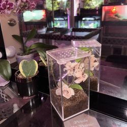 Jumping Spider Enclosure