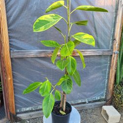 Ficus Altissima Plant 10" Pot 4ft Tall $20 Each