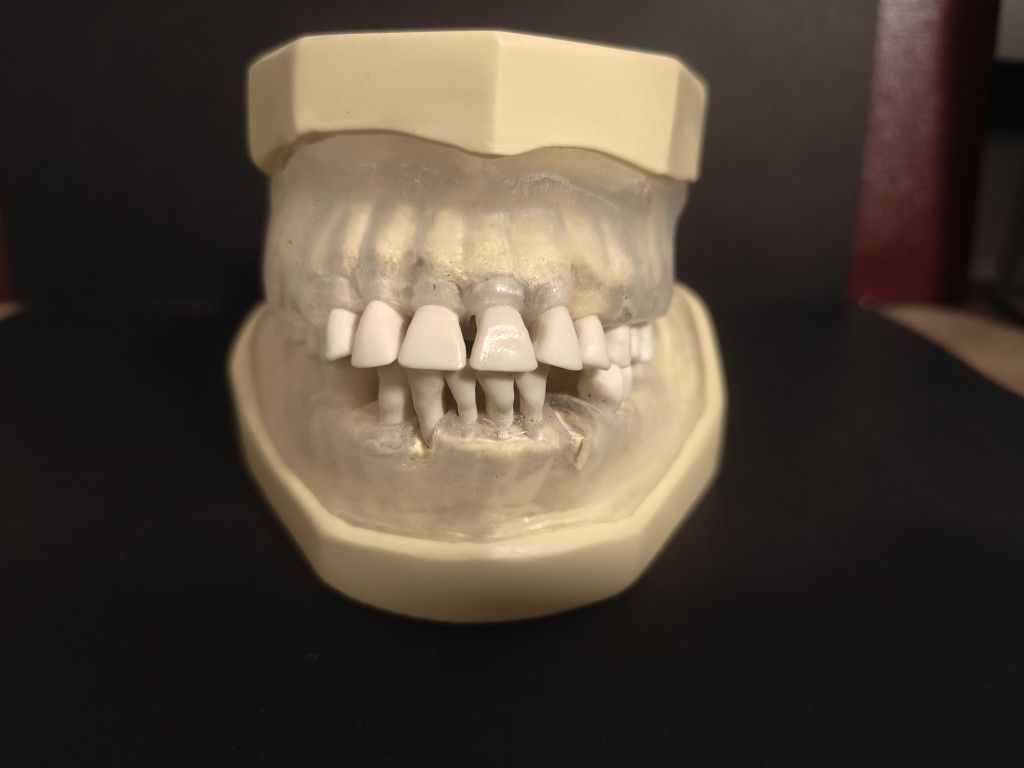 Columbia Periodontal Typodont