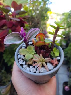 Cute little grey pot with succulents.