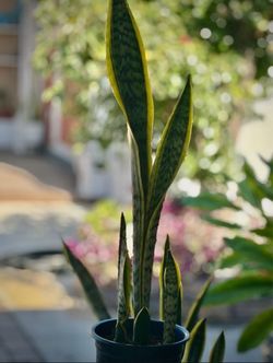 Sansevieria Snake Plant in Pot