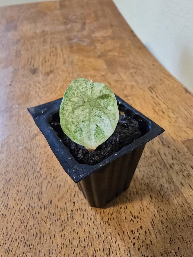 Alocasia Ninja Tricolor 